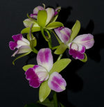 Carica l'immagine nel visualizzatore Galleria, Brassolaeliocattleya Yen Corona 'Green Genius' AM/AOS