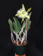 Carica l'immagine nel visualizzatore Galleria, Brassavola digbyana