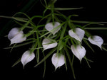Carica l'immagine nel visualizzatore Galleria, Brassavola subulifolia