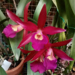 Carica l'immagine nel visualizzatore Galleria, Brassocatanthe Kauai Red Drop (Ctt. Chocolate Drop × Bsn. Maikai)
