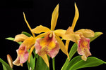 Carica l'immagine nel visualizzatore Galleria, Brassocattleya Keowee (Cattleya Lorraine Shirai × Brassavola nodosa)