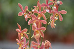 Load image into Gallery viewer, Phalaenopsis Bronze Maiden 'Rio' (schilleriana x mannii 'Black')