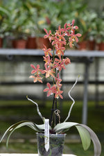 Load image into Gallery viewer, Phalaenopsis Bronze Maiden 'Rio' (schilleriana x mannii 'Black')