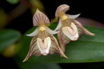 Carica l'immagine nel visualizzatore Galleria, Bulbophyllum ambrosia