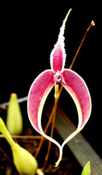 Carica l'immagine nel visualizzatore Galleria, Bulbophyllum blumei
