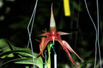 Carica l'immagine nel visualizzatore Galleria, Bulbophyllum echinolabium x Bulbophyllum reticulatum