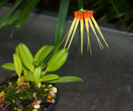 Carica l'immagine nel visualizzatore Galleria, Bulbophyllum hirundinis