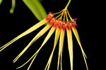 Carica l'immagine nel visualizzatore Galleria, Bulbophyllum hirundinis