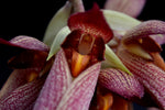 Carica l'immagine nel visualizzatore Galleria, Bulbophyllum Krarit Vejvarut (longissimum x phalaenopsis)