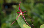 Carica l'immagine nel visualizzatore Galleria, Bulbophyllum nasseri