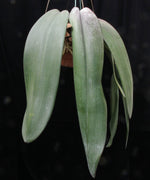 Carica l'immagine nel visualizzatore Galleria, Bulbophyllum phalaenopsis