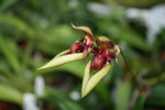 Carica l'immagine nel visualizzatore Galleria, Bulbophyllum pingtungense