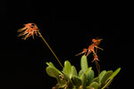 Carica l'immagine nel visualizzatore Galleria, Bulbophyllum taiwanense