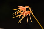 Carica l'immagine nel visualizzatore Galleria, Bulbophyllum taiwanense