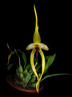 Carica l'immagine nel visualizzatore Galleria, Bulbophyllum Wilbur Chang