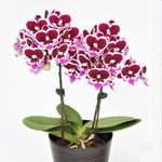Carica l'immagine nel visualizzatore Galleria, Phalaenopsis Younghome Chocolate - Big Lip