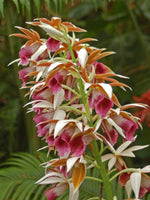 Carica l'immagine nel visualizzatore Galleria, Phaius tankervilleae