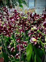 Carica l'immagine nel visualizzatore Galleria, Phalaenopsis Taisuco Kobold