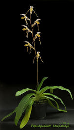 Chargez l'image dans la visionneuse de galerie, Paphiopedilum gigantifolium x soi