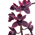 Carica l'immagine nel visualizzatore Galleria, Cymbidium Cali Night 'Geyserland'