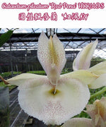 Carica l'immagine nel visualizzatore Galleria, Catasetum pileatum 'Red Pena' HCC/AOS