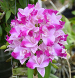 Carica l'immagine nel visualizzatore Galleria, Cattleya Monte Elegante 'Xin Pu'
