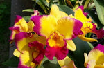 Carica l'immagine nel visualizzatore Galleria, Rhyncholaeliocattleya Taiwan Fantasy 'T Y' (Taiwan Chaffinch Gold x Tzeng -Wen Beauty )