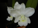 Carica l'immagine nel visualizzatore Galleria, Cattleya Aloha Case f. alba (C. Mini Purple x Cattleya walkeriana)