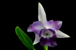 Carica l'immagine nel visualizzatore Galleria, Cattleya Cariad's Mini Queene 'Angel Kiss'