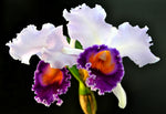 Carica l'immagine nel visualizzatore Galleria, Cattleya Dinard 'Blue Heaven' (C. Saint Gothard -1908 x C. Dinah)