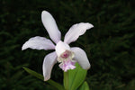 Carica l'immagine nel visualizzatore Galleria, Cattleya dolosa x intermedia