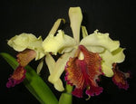 Carica l'immagine nel visualizzatore Galleria, Cattleya dowiana
