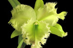 Carica l'immagine nel visualizzatore Galleria, RLC Golf Green (C. Moscombe x Rl. digbyana)