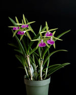 Carica l'immagine nel visualizzatore Galleria, Brassocattleya Gulfshore's Beauty 'Torino' BM/JOGA (B. nodosa x C. dormaniana)