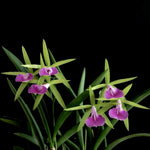 Carica l'immagine nel visualizzatore Galleria, Brassocattleya Gulfshore's Beauty 'Torino' BM/JOGA (B. nodosa x C. dormaniana)
