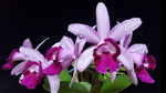 Carica l'immagine nel visualizzatore Galleria, Cattleya intermedia var. orlata 'Rio'