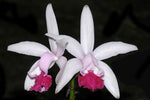 Carica l'immagine nel visualizzatore Galleria, Cattleya intermedia var. vinicolor