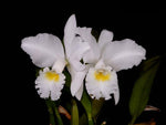 Carica l'immagine nel visualizzatore Galleria, Cattleya jenmanii f. alba 'Fuchs Snow' FCC/AOS