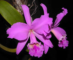 Carica l'immagine nel visualizzatore Galleria, Cattleya labiata