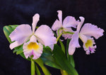 Carica l'immagine nel visualizzatore Galleria, Rhyncholaeliocattleya Languedoc ‘Singapore Welcome’ AM/AOS (Rlc. Déesse × C. Mem. Rosemary)