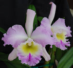 Carica l'immagine nel visualizzatore Galleria, Rhyncholaeliocattleya Languedoc ‘Singapore Welcome’ AM/AOS (Rlc. Déesse × C. Mem. Rosemary)