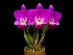 Carica l'immagine nel visualizzatore Galleria, Cattleya Love Knot 'Sato' (C. sincorana x C. walkeriana)