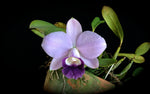 Carica l'immagine nel visualizzatore Galleria, Cattleya Mini Purple var. coerulea (C. pumila x C. walkeriana)