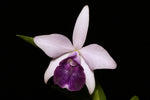 Carica l'immagine nel visualizzatore Galleria, Cattleya nobilior x dayana
