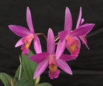 Carica l'immagine nel visualizzatore Galleria, Cattleya Pink Favourite 'Tokyo' ( C. milleri × C. walkeriana)