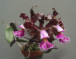 Carica l'immagine nel visualizzatore Galleria, Cattleya schilleriana var. sanderiana 'Aphrii'