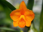 Carica l'immagine nel visualizzatore Galleria, Cattleya Seagulls Tiny Tim (C. Beaufort x C. cernua)