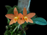 Carica l'immagine nel visualizzatore Galleria, Cattleya Seagulls Tiny Tim (C. Beaufort x C. cernua)