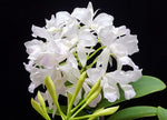 Carica l'immagine nel visualizzatore Galleria, Cattleya skinneri var. albescens