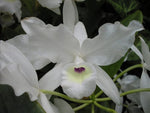 Carica l'immagine nel visualizzatore Galleria, Cattleya skinneri var. albescens